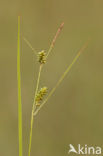 Dotted Sedge (Carex punctata)
