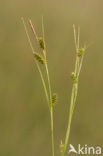 Dotted Sedge (Carex punctata)