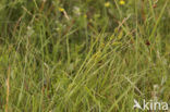 Dotted Sedge (Carex punctata)