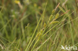 Dotted Sedge (Carex punctata)