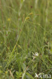 Dotted Sedge (Carex punctata)