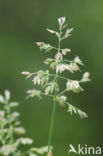Straatgras (Poa annua)