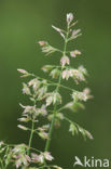 Straatgras (Poa annua)