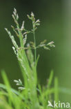 Straatgras (Poa annua)