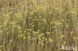 Strawflower (Helichrysum arenarium)