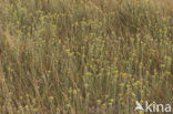 Strawflower (Helichrysum arenarium)