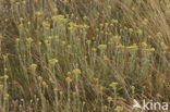 Strawflower (Helichrysum arenarium)