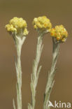 Strawflower (Helichrysum arenarium)