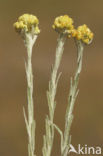 Strawflower (Helichrysum arenarium)