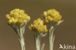 Strawflower (Helichrysum arenarium)