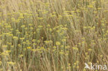 Strawflower (Helichrysum arenarium)