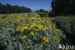 Strawflower (Helichrysum cymosum)