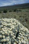 Strobloem (Helichrysum citrispinum)