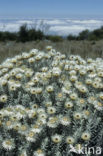 Strobloem (Helichrysum citrispinum)