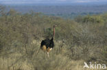 Struisvogel (Struthio camelus)