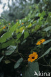 blackeyed Susan vine (Thunbergia alata)