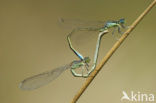 Scarce Blue-tailed Damselfly (Ischnura pumilio)