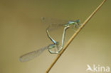 Scarce Blue-tailed Damselfly (Ischnura pumilio)