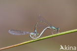 Scarce Blue-tailed Damselfly (Ischnura pumilio)
