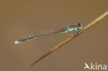 Scarce Blue-tailed Damselfly (Ischnura pumilio)