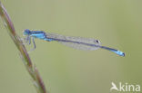 Scarce Blue-tailed Damselfly (Ischnura pumilio)