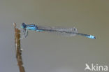 Scarce Blue-tailed Damselfly (Ischnura pumilio)