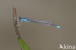 Scarce Blue-tailed Damselfly (Ischnura pumilio)
