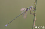 Tengere pantserjuffer (Lestes virens) 