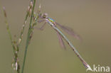 Tengere pantserjuffer (Lestes virens) 