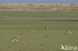 Thomson’s gazelle (Eudorcas thomsonii) 