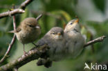 Tjiftjaf (Phylloscopus collybita)