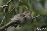 Tjiftjaf (Phylloscopus collybita)