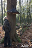 touchwood (Ganoderma spec.)