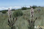 Toothed Hebenstretia (Hebenstretia dentata)