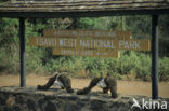 Tsavo West National Park