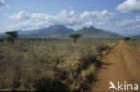 Tsavo West National Park