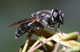 Tuingitje (Cheilosia caerulescens)