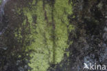sulphur dust lichen (Psilolechia lucida)