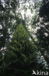Fern