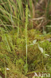 Bog Orchid (Hammarbya paludosa)