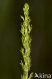 Bog Orchid (Hammarbya paludosa)