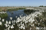 Common Cottongrass (Eriophorum angustifolium)