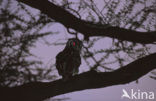 Verreaux s Eagle-Owl