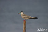 Common Tern (Sterna hirundo)