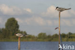 Common Tern (Sterna hirundo)