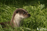 European Otter (Lutra lutra) 