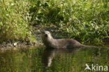 European Otter (Lutra lutra) 