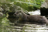 European Otter (Lutra lutra) 