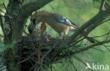 Vlaamse Gaai (Garrulus glandarius)