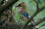 Vlaamse Gaai (Garrulus glandarius)